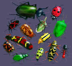 insect species Lady Beetle, Tree Hopper, Stink Bug, 3-Lined Potato Beetle, Locust Borer, Ant, Spotted Cucumber Beetle, Tiger Beetle, Harlequin Bug, Checkered Beetle, Calligrapha Beetle, Plant Bug and Ground Beetle on a t-shirt youth tee, cotton insect shirts, tees, teeshirt, t-shirts, t-shirts