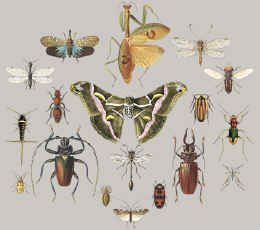 insect species depicted as pinned specimens on a t-shirt youth tee, cotton insect shirts, tees, teeshirt, t-shirts, t-shirts