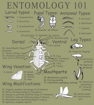 Entomology 101 handout about insect body parts and metamorphosis on a t-shirt youth tee, cotton insect shirts, tees, teeshirt, t-shirts, t-shirts