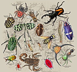 insect species  scattered over a map of the world on a t-shirt youth tee, cotton insect shirts, tees, teeshirt, t-shirts, t-shirts