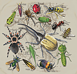 insect species scattered over a map of the world on a t-shirt youth tee, cotton insect shirts, tees, teeshirt, t-shirts, t-shirts