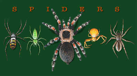 row of spider arachnid species on a t-shirt youth tee, cotton insect shirts, tees, teeshirt, t-shirts, t-shirts