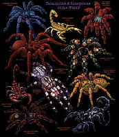 spider arachnid tarantula scorpion species on a t-shirt youth tee, cotton insect shirts, tees, teeshirt, t-shirts, t-shirts