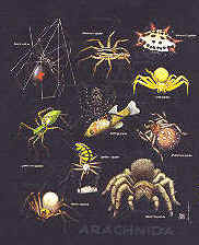 spider arachnida species on a t-shirt youth tee, cotton insect shirts, tees, teeshirt, t-shirts, t-shirts