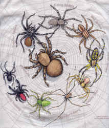 circle of spider arachnid species on a t-shirt youth tee, cotton insect shirts, tees, teeshirt, t-shirts, t-shirts