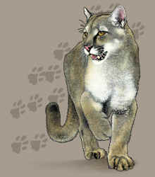 mountain lion puma wild cat species and catamount of north america t-shirt tshirt tee shirt