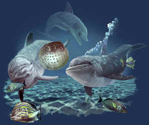 marine mammal species dolphins cetaceae cetacean of t-shirt tshirt tee shirt