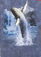 marine mammal species humpback whales cetaceae cetacean of t-shirt tshirt tee shirt
