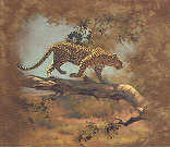 panther leopard wild big cat species of t-shirt tshirt tee shirt