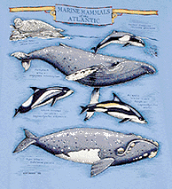 marine mammal species whales and dolphins cetaceae cetacean of t-shirt tshirt tee shirt