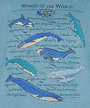 marine mammal species whales and dolphins cetaceae cetacean of t-shirt tshirt tee shirt