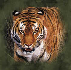 tiger wild big cat species of t-shirt tshirt tee