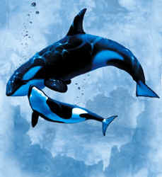 marine mammal species orca killer whales whales cetaceae cetacean of t-shirt tshirt tee shirt