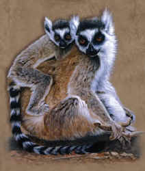 primate ringtailed lemur species t-shirt tshirt tee shirt