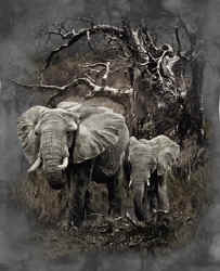 elephant pachyderm t-shirt tshirt tee shirt