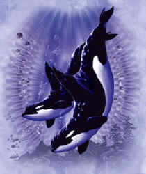 marine mammal species orca killer whales whales cetaceae cetacean of t-shirt tshirt tee shirt