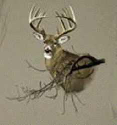 deer buck doe fawn whitetail white tail deer herd t-shirt tshirt tee shirt