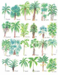 Palm Tree species comparing leaves on a t-shirt