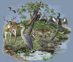 southern wetlands habitat, Natural History, north american habitat mammals and birds ecosystem t-shirt