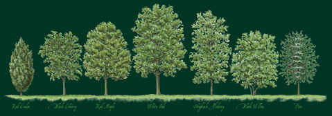 Trees species comparing morphology, shape, leaves, seeds and bark details