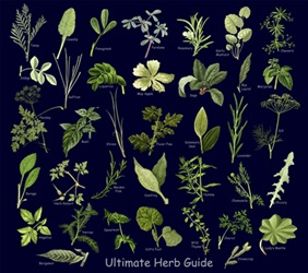Ultimate Herb Guide leaves species on a t-shirt
