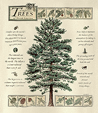 Coniferous Trees species descriptions leaves and seeds details