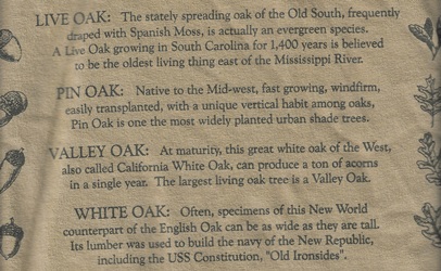 Oak Tree species comparing branching pattern details