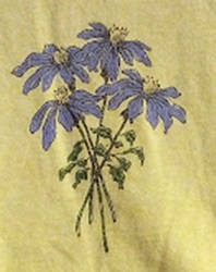 Herb species chicory flower leaves and morphology details graphic clay dyed  t-shirt tee shirt tshirt