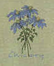 Herb species chicory flower leaves and morphology details on a t-shirt tee shirt tshirt