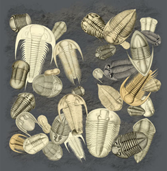 Trilobite Fossils  T-shirt