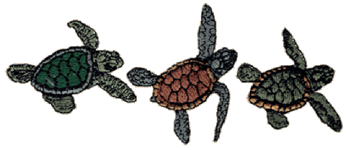 Sea Turtle species  Embroidered Bucket Hat