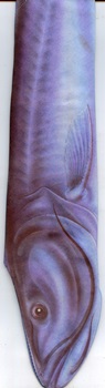 Freshwater Fish Species Holy Mackerel Tie necktie polyester fish shaped tie
