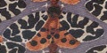 PATRICK SYME Butterfly and moth silk and polyester ties neckties